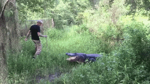 Daily Gifdump [WEEKEND EDITION]