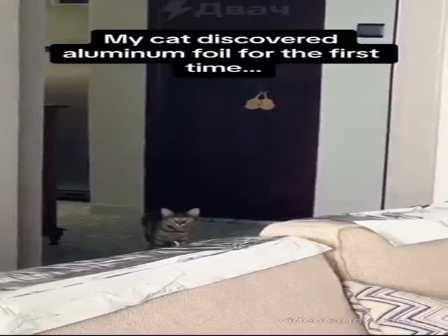 Cats Vs Foil