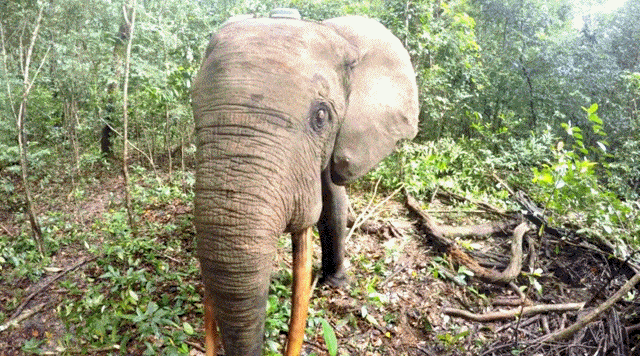 Daily Gifdump Daily Gifdump