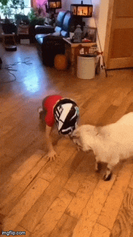 Daily Gifdump Daily Gifdump