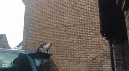 Daily Gifdump Daily Gifdump