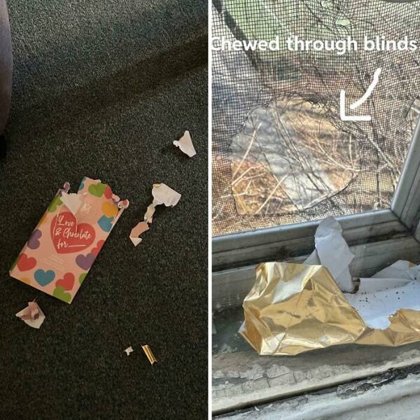 Epic Valentine’s Fails That Are Painfully Funny