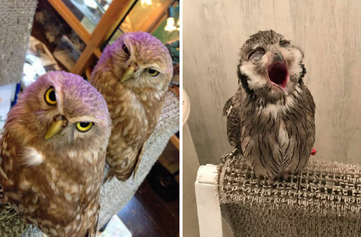 Fascinating Photos That Showcase Japan’s Unique Charm