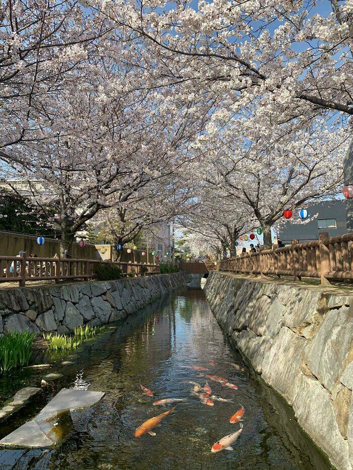 Fascinating Photos That Showcase Japan’s Unique Charm