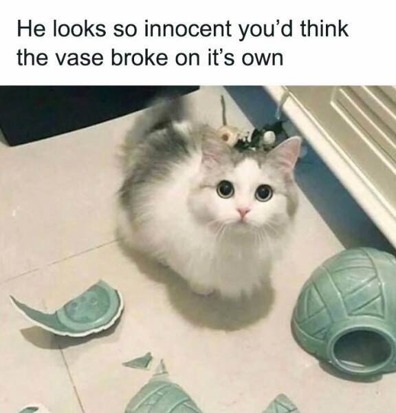 Pawsitively Hilarious Cat Memes For A Good Laugh