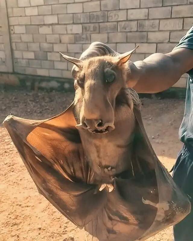 Snapshots That Are As Fascinating As They Are Unique