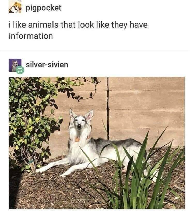 Funny Picdump