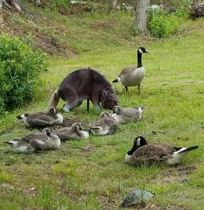 The Funniest Misunderstandings