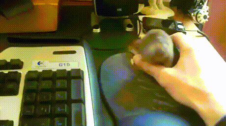 Daily Gifdump Daily Gifdump