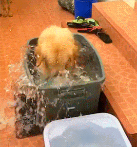 Daily Gifdump