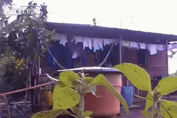 Daily Gifdump Daily Gifdump