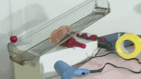 Daily Gifdump Daily Gifdump