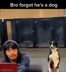 Daily Gifdump Daily Gifdump