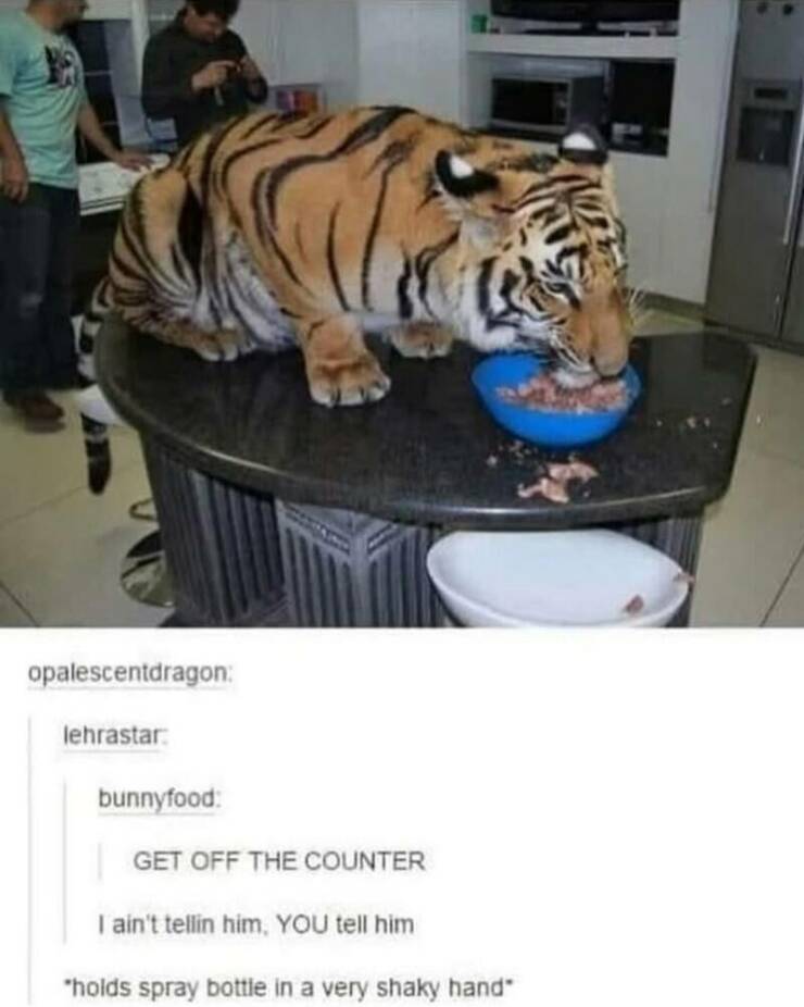 Funny Picdump