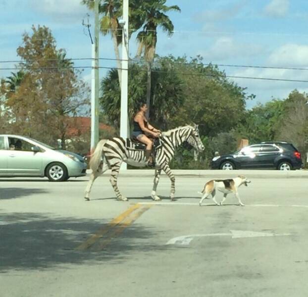 Only In Florida – The Most Bizarre Things Ever Witnessed