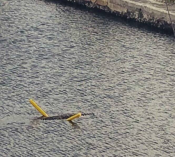 Only In Florida – The Most Bizarre Things Ever Witnessed