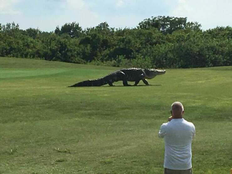 Only In Florida – The Most Bizarre Things Ever Witnessed
