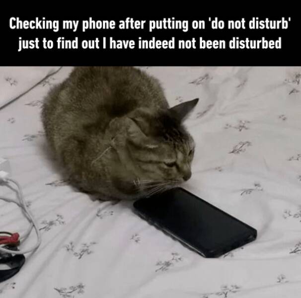 When Do Not Disturb Is A Whole Mood