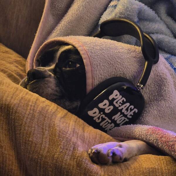 When Do Not Disturb Is A Whole Mood