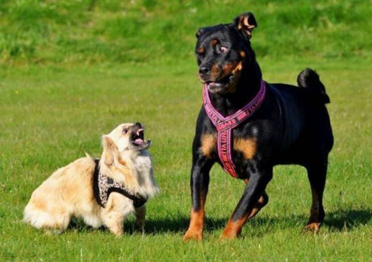 Daily Picdump Daily Picdump