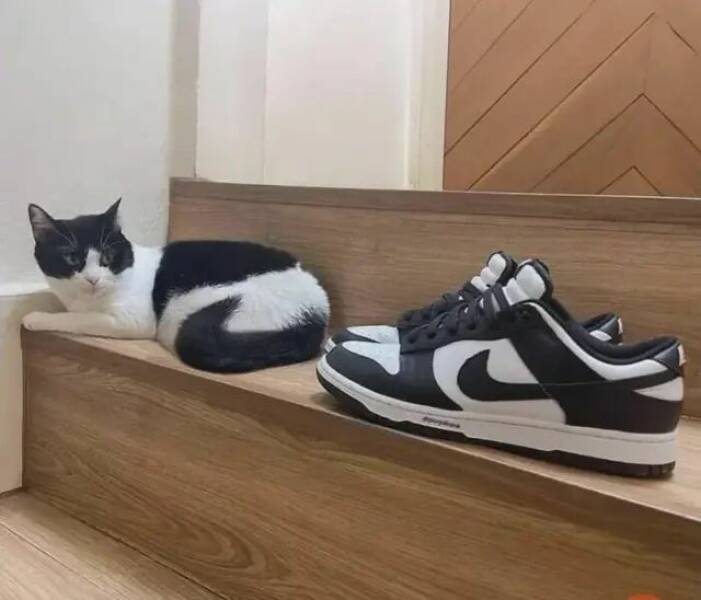 Daily Picdump Daily Picdump