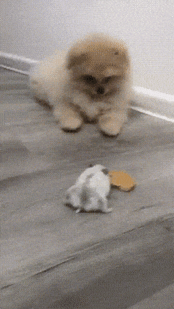 Daily Gifdump Daily Gifdump