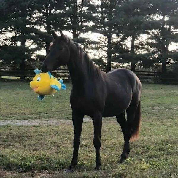 These Funny Animals