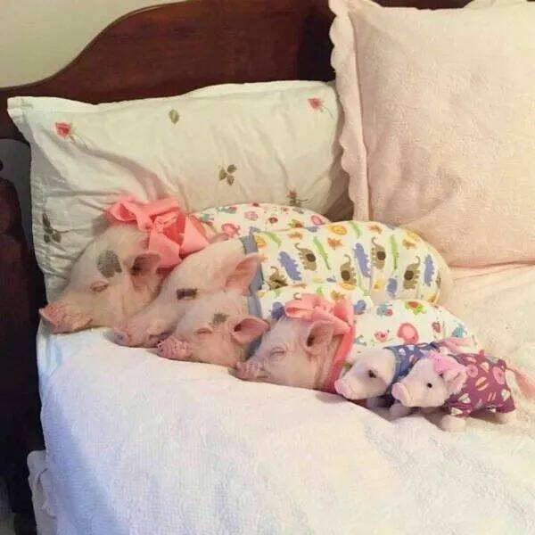 These Funny Animals