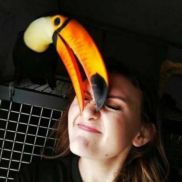 These Funny Animals