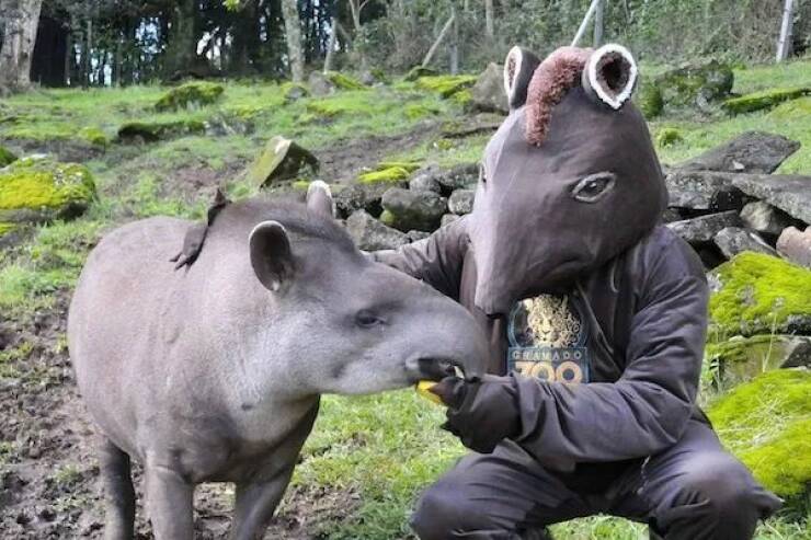These Funny Animals