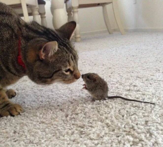 These Funny Animals