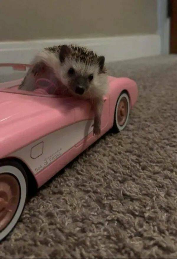 These Funny Animals