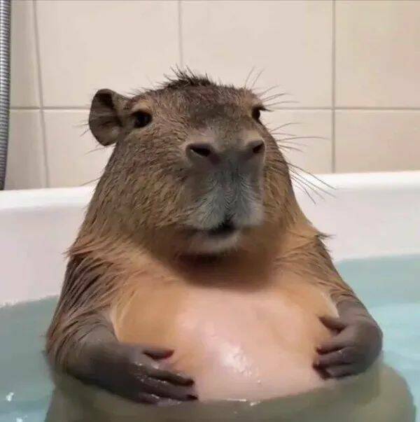 These Funny Animals
