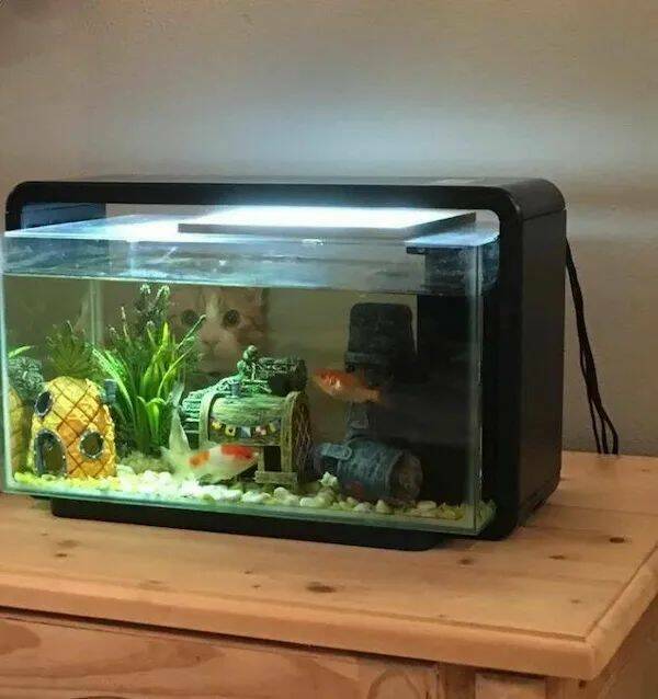 These Funny Animals