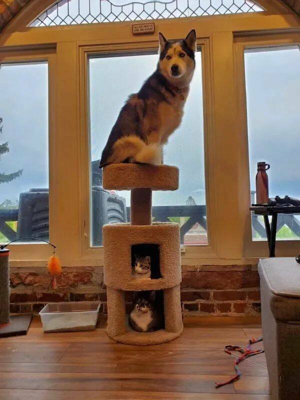 These Funny Animals