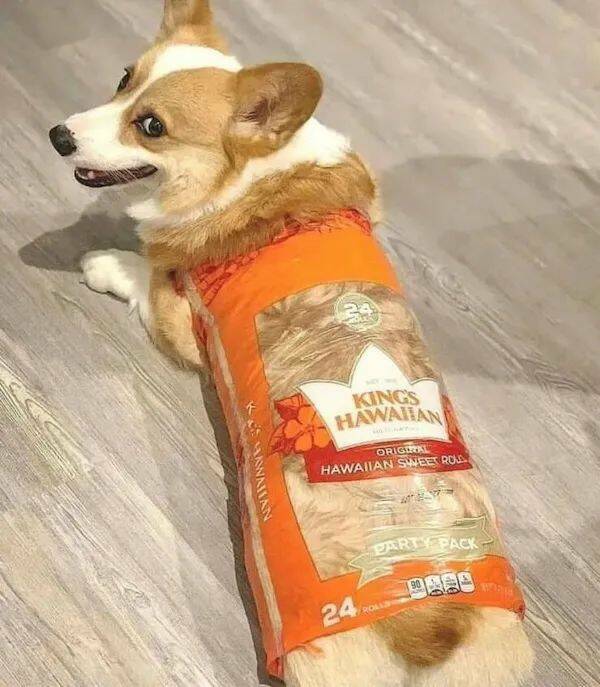 These Funny Animals