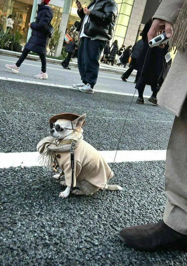 These Funny Animals