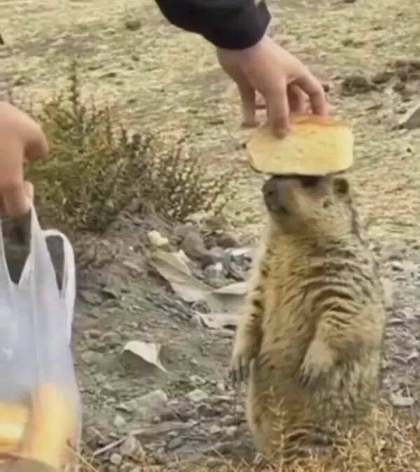 These Funny Animals