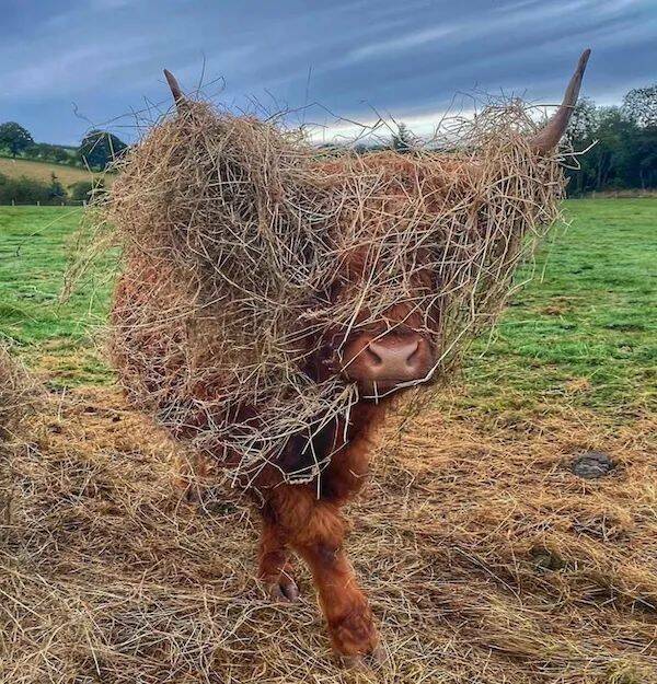 These Funny Animals