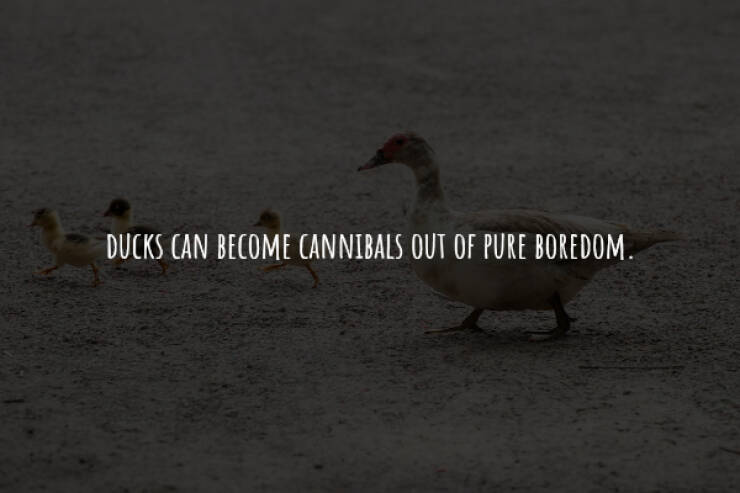 Creepy Facts You Can’t Unknow