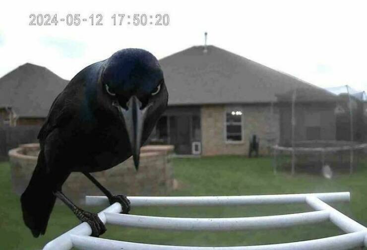 Hilarious Pics Of Birds Causing Chaos