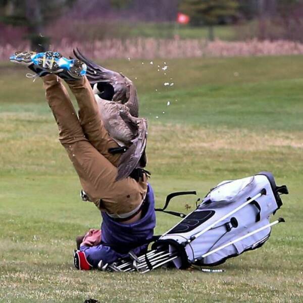 Hilarious Pics Of Birds Causing Chaos