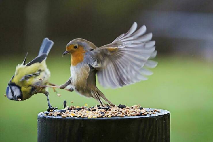Hilarious Pics Of Birds Causing Chaos