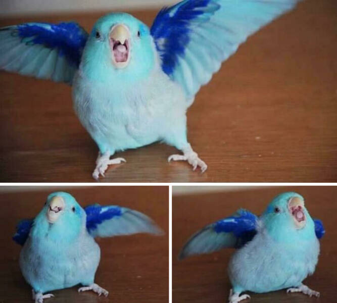 Hilarious Pics Of Birds Causing Chaos Hilarious Pics Of Birds Causing Chaos