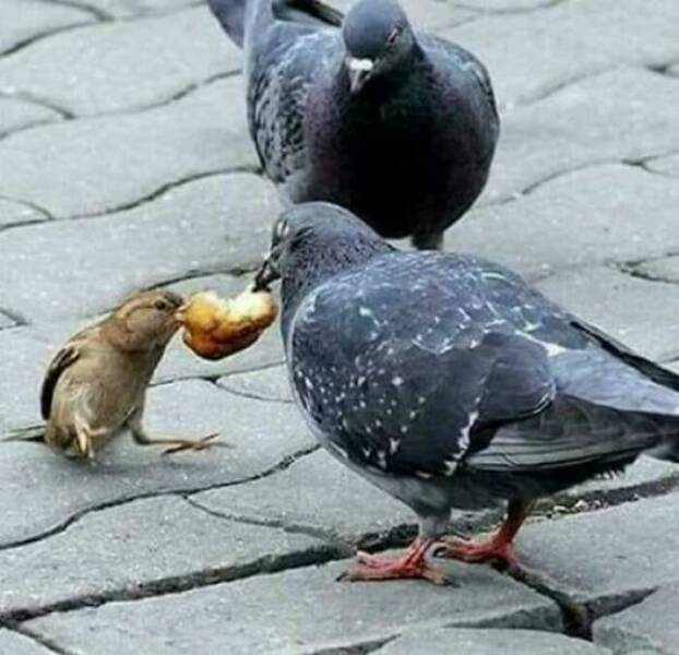 Hilarious Pics Of Birds Causing Chaos Hilarious Pics Of Birds Causing Chaos