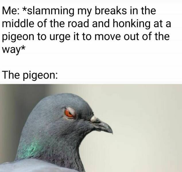 Hilarious Pics Of Birds Causing Chaos Hilarious Pics Of Birds Causing Chaos