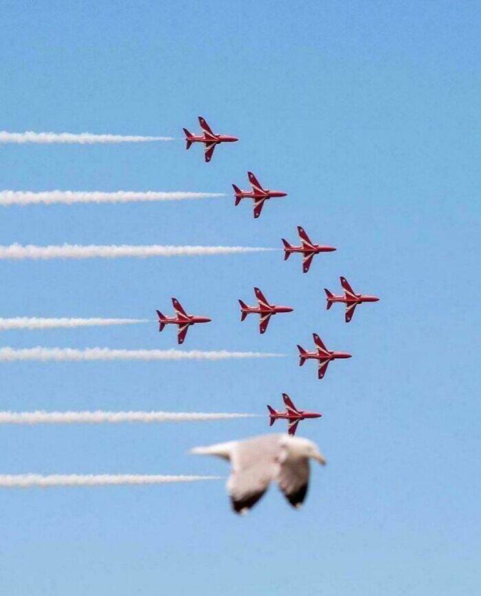 Hilarious Pics Of Birds Causing Chaos