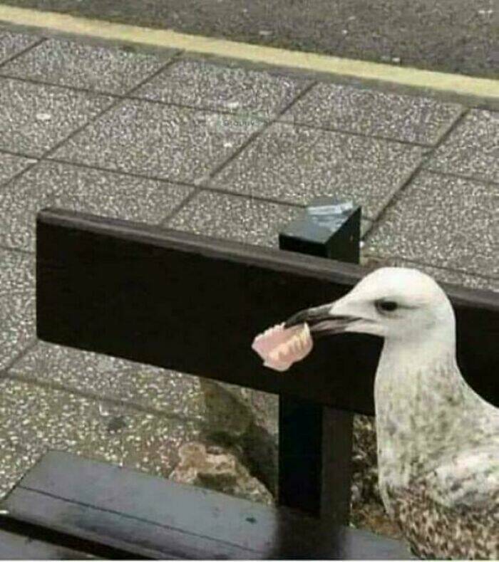 Hilarious Pics Of Birds Causing Chaos