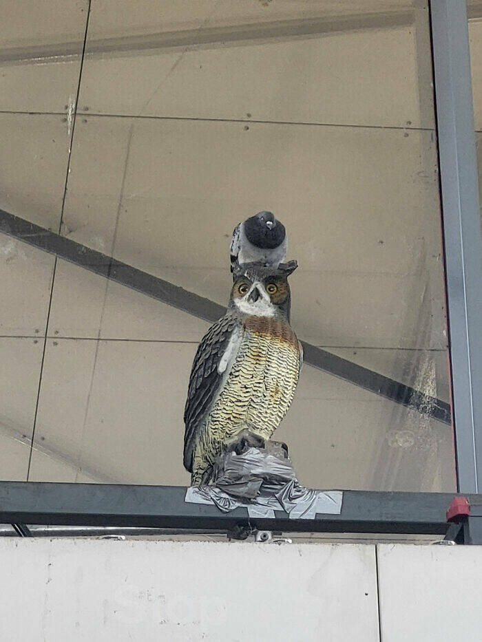 Hilarious Pics Of Birds Causing Chaos