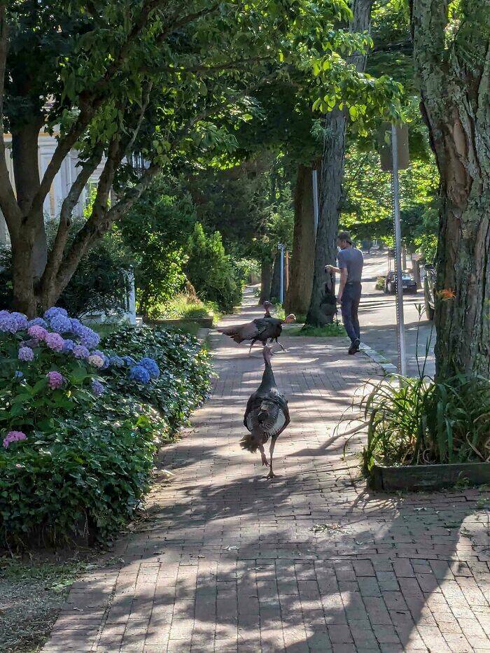 Hilarious Pics Of Birds Causing Chaos Hilarious Pics Of Birds Causing Chaos